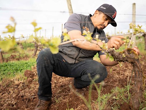 Why Oregon Winemakers Are Trading Their Pinot Noir for Chardonnay