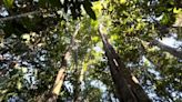 À descoberta do topo das árvores da Amazónia