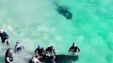 Australia: Mass Stranding Of Pilot Whales At Toby’s Inlet Near Dunsborough 4