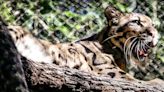 Dallas Zoo Shuts Down to Search for Missing Leopard