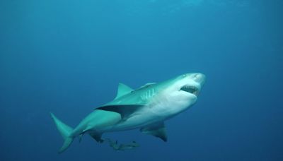 Why did a shark attack swimmers on South Padre Island?