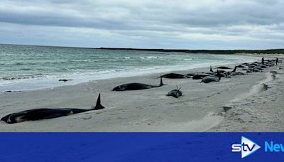 Dozens of whales die on beach in 'biggest mass stranding in decades'