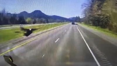 Turkey smashes through semi windshield, injures trucker on I-5 near Medford, Oregon