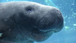 Data shows 230 manatee deaths reported in Florida so far this year