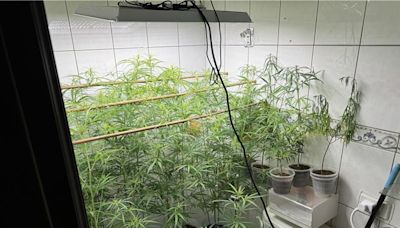 新竹男上網自學私設大麻農場 來不及採收就被抄 專業手法曝光 - 社會