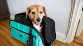 Traveling with your pup? These 15 products make it easier