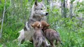 Oldest Wolf in Yellowstone Just Made News by Having Another Litter of Pups