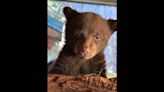 ‘Little, helpless, precious’ bear cub was dropped off at California home. What will happen next?
