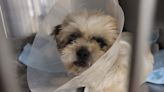Animal rescue needs donations for one eyed dog on the mend
