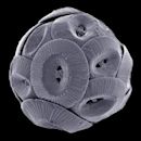 Coccolithales