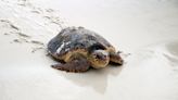 Gulfarium C.A.R.E. Center releases 4 rehabilitated sea turtles