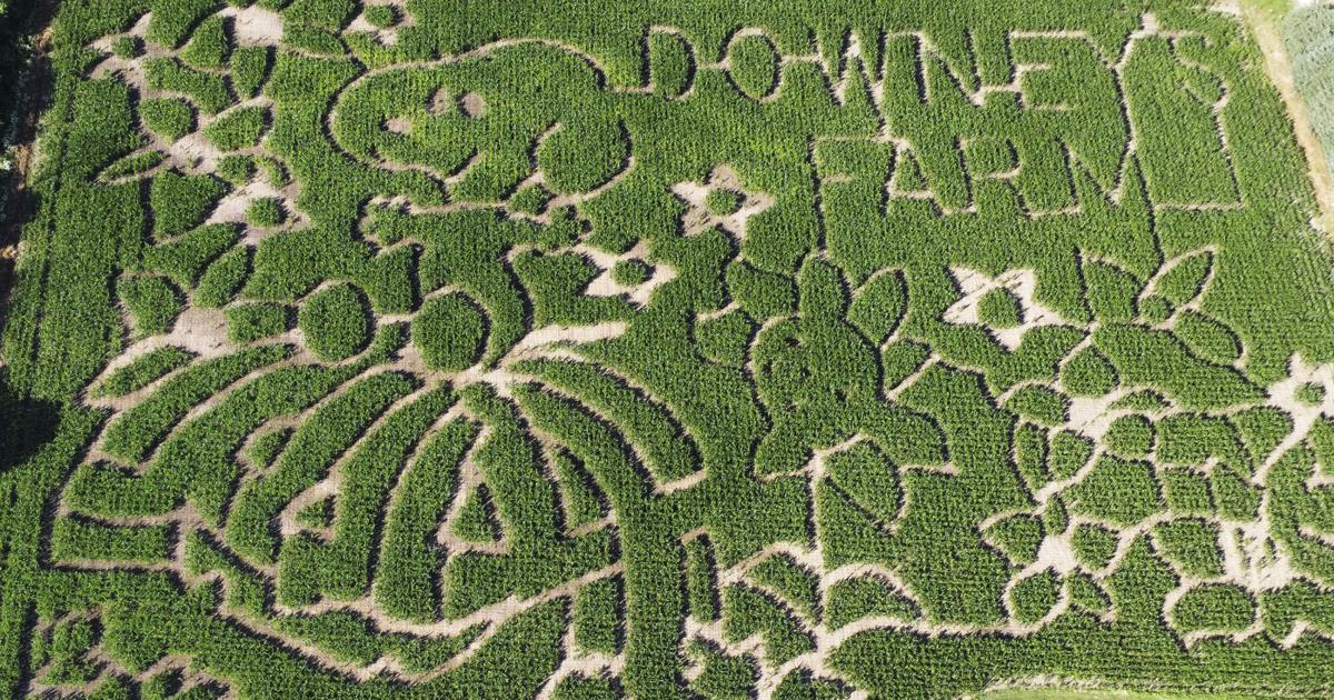 Farmers honor 'Peanuts' creator Charles M. Schulz with corn mazes across US and in Canada