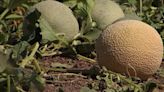 University of Arizona Yuma Agriculture Center harvesting melon