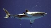 Beach weather is here and so are sharks. Scientists say it's time to look out for great whites