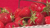 U-pick strawberry season is here!