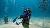 ‘Apocalyptic’: Scientists rush to rescue corals withering in Florida’s record-hot waters