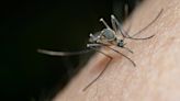 Dengue fever is a rising threat in the United States, CDC warns