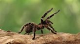 BBC wildlife researcher confirms tarantulas inhabit these parts of UK