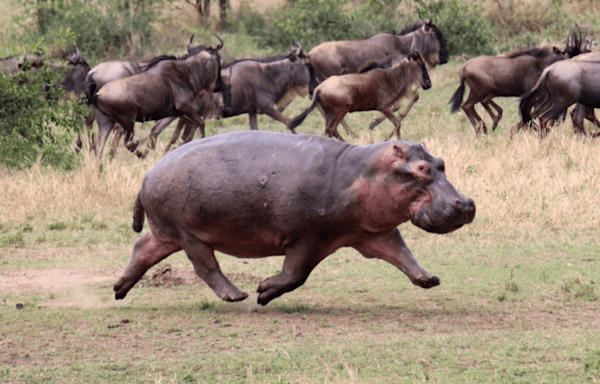 Hippos Can’t Swim, But It Turns Out They Can Fly