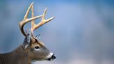 Indiana seeks input on deer hunting rule changes. Plus hike, clean up and parade into May.