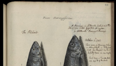 We gathered centuries-old written records to show the seas around Wales once teemed with life