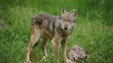 Italian city council appeals for help as wolves invade urban areas