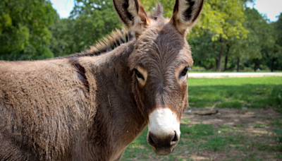 Beloved Donkey Missing for 5 Years Turns Up with Most Unlikely New 'Family'