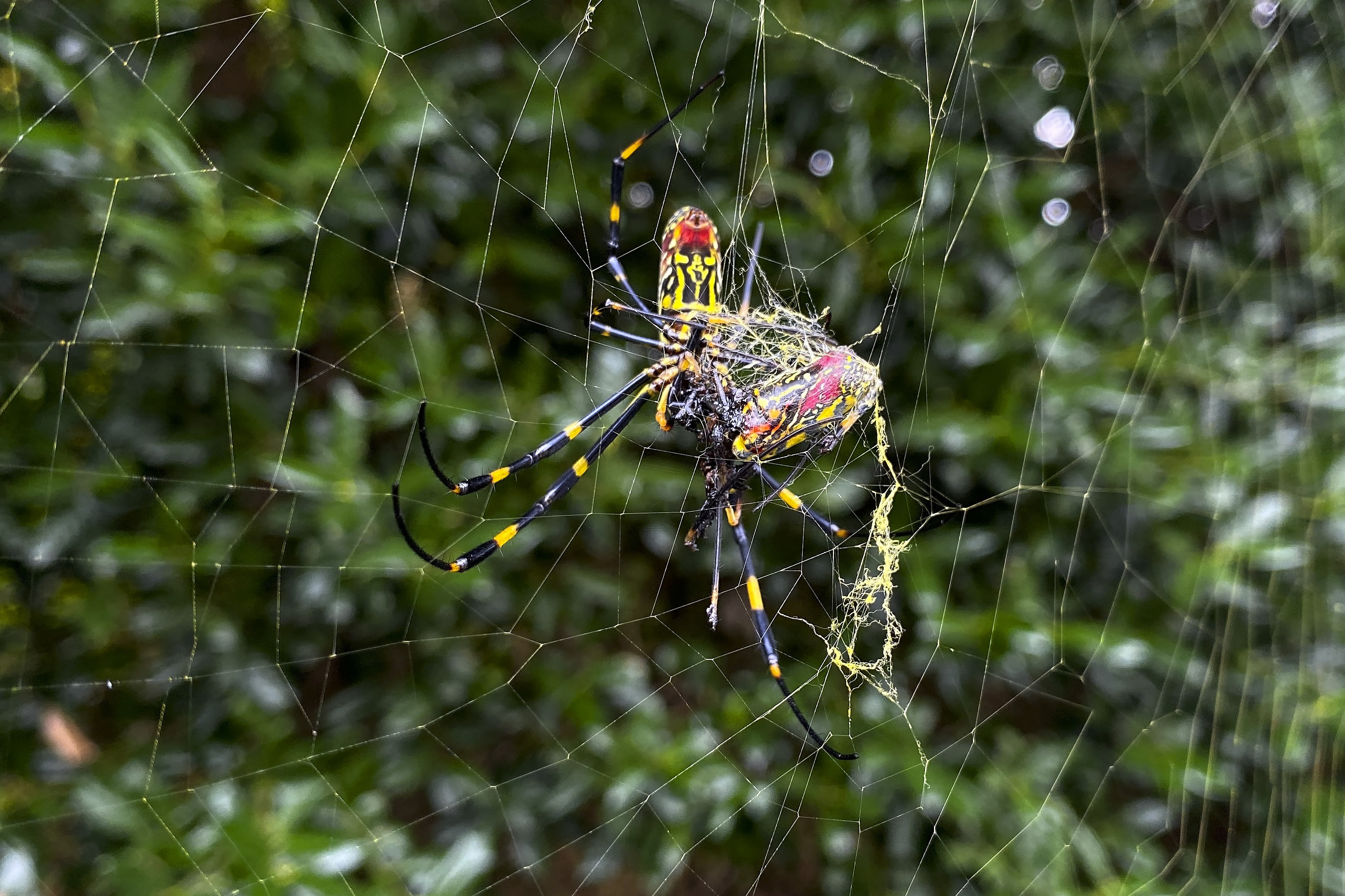 'Flying' venomous Joro spiders spotted for the first time in this state