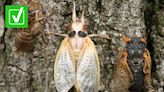 Yes, cicadas are safe to eat for both you and your pet