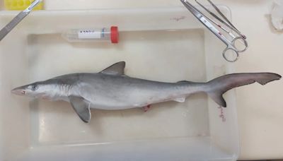 Estos tiburones en Brasil dan positivo por cocaína, según científicos