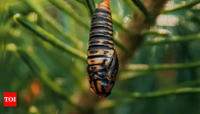 Caterpillar found in meal leads to closure of Purohit Restaurant by AMC | Ahmedabad News - Times of India