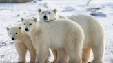 On the ground in Churchill: Polar bears fight for survival as ice disappears