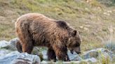 Bear kills jogger; same animal reportedly attacked 2 others in 2020