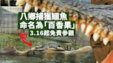 八鄉捕獲鱷魚命名為「百香果」周六起於海洋公園供免費參觀