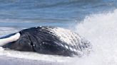 Second dead humpback whale seen in Atlantic washes ashore in Virginia Beach