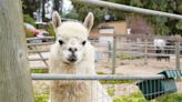 SLO County nonprofit connects disabled people with therapy animals. It needs your help