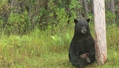 Florida Police Urge Locals To Stop Taking Selfies With ‘Depressed’ Black Bear - News18