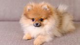 Puppy Thieves on Run After Stealing Teen’s Pomeranian