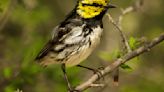 North Texans fight mass extinction crisis in crowded urban landscape, saving native birds