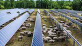 Sheepish solar symbiosis: Two very different industries work together on the green energy transition