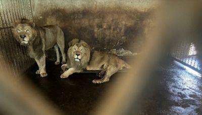 阜陽野生動物園內大量老虎獅子非正常死亡 存活動物陷生存危機