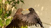 Young wildlife photographer sees ‘kissing blackbird’ picture snapped up by Co-op