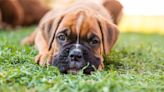 Boxer Puppy's Hilarious 'Debate With a Carrot' Is Getting Tons of Attention