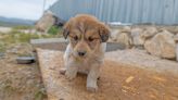 Backlash over Türkiye’s controversial new bill to manage stray dog population