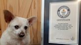 Meet Spike, the Ohio Chihuahua who has been named the world’s oldest living dog