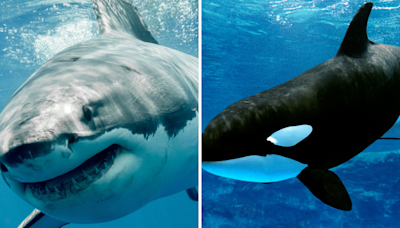 Orca rips apart great white shark that devoured dolphin