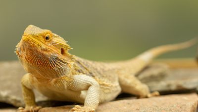 Salmonella outbreak linked to pet bearded dragons infects four in New York. What you should know