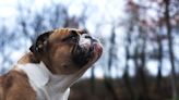 English Bulldog Runs Just Like a Human Kid Upon Hearing the Ice Cream Truck