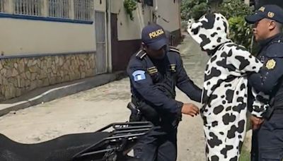 PNC sorprende a hombre disfrazado de vaca que portaba un cuchillo