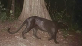 Have you seen a black panther in SC (outside of a movie theater)? Here’s where to look